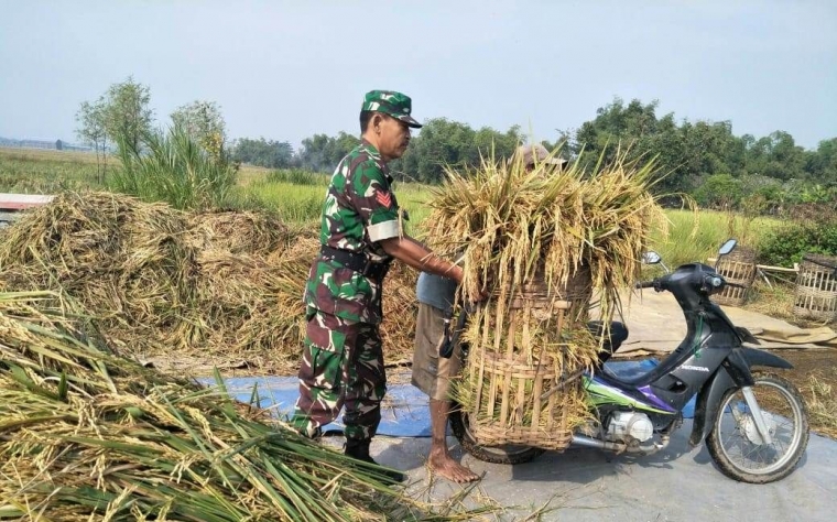 Babinsa Sumberjati Pos Ramil Mojoanyar Kopka Raino Saat Dampingi Petani Panen Padi (Pendim 0815 Mjk)