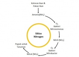 Siklus nitrogen-syahrulnug
