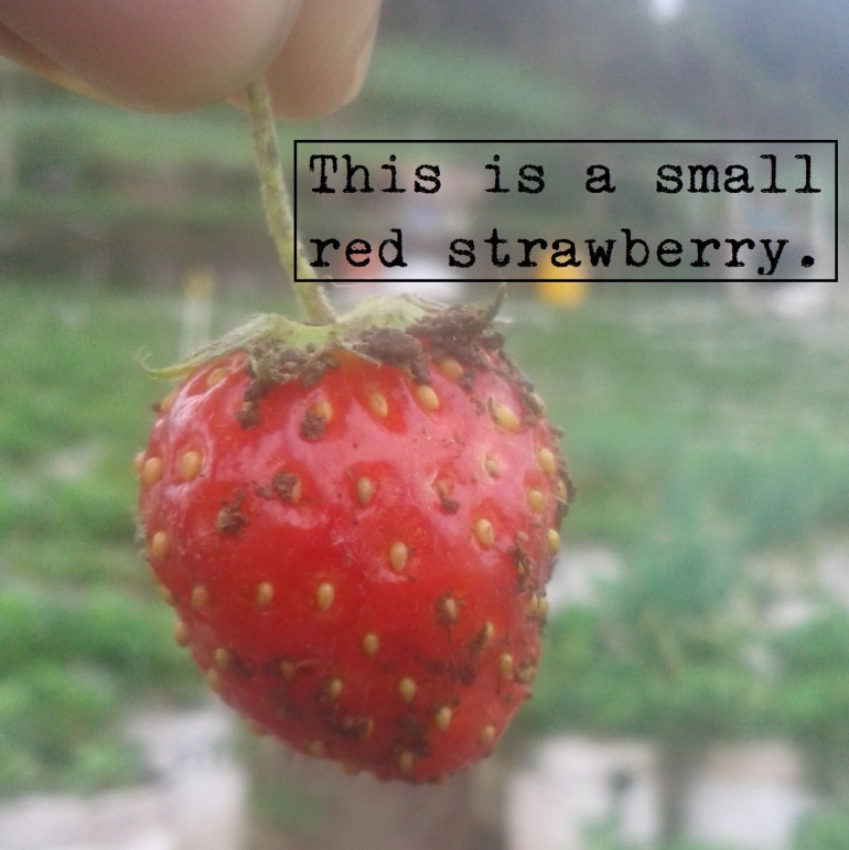 Foto: Kebun stroberi Sarangan, Magetan. (dok. pribadi)