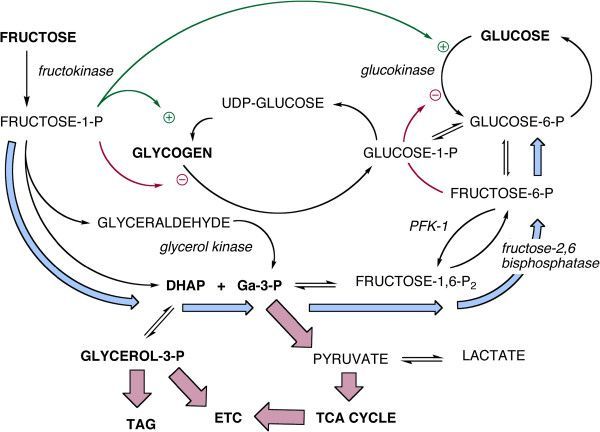 Perbedaan jalur metabolisme glukosa dan fruktosa. Ribet ya. Kayak hubungan sama mantan. Yang jelas, glukosa lebih mudah menghasilkan energi dibandingkan fruktosa. - Sumber: https://media.springernature.com