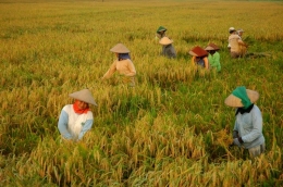 Buruh pemanen padi salah satu yang akan terdisrupsi akibat RI 4.0 (foto: Mitrapost.com) 