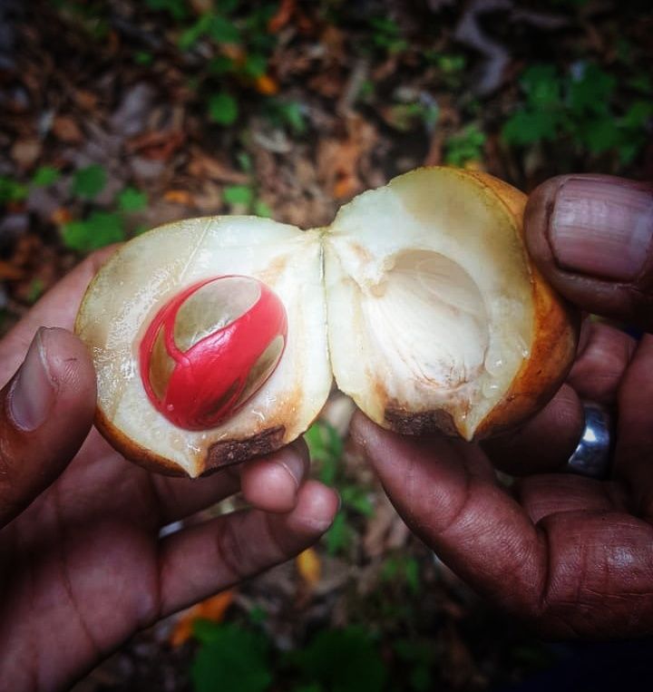 Kualitas pala Indonesia - dokpri