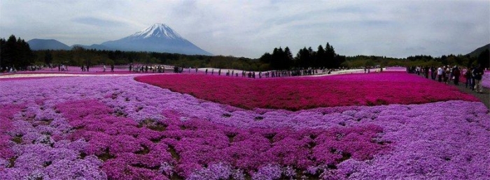 Kolaborasi Gunung Fuji dengan Shibazakura (dokpri)