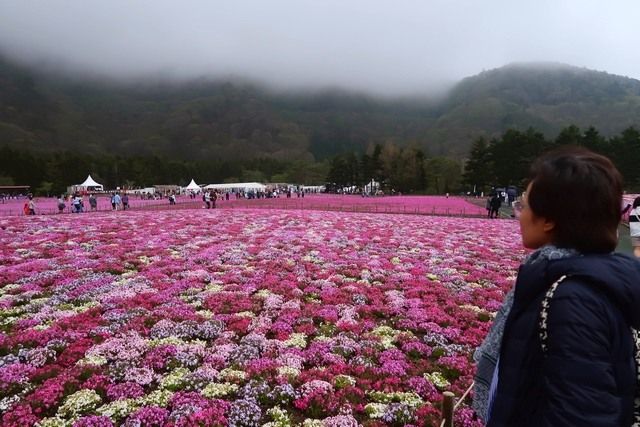 Pemandangan di Lokasi Shibazakura (dokpri)