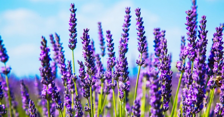 ilustrasi lavender | sumber: http://durban.getitonline.co.za