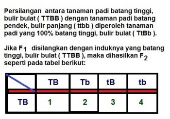 Contoh Soal Persilangan Dihibrid Dan Pembahasannya Barisan