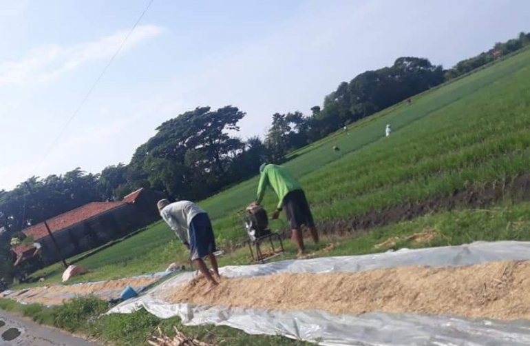 Ilustrasi: Pertani bawang merah organik di Kabupaten Brebes Jawa Tengah (7/04). Sumber: Pribadi.
