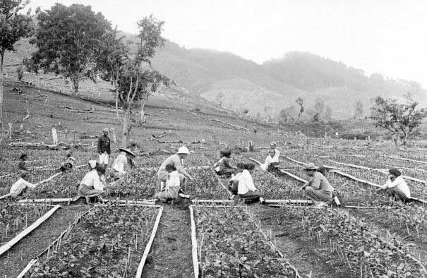 pertanian jaman Kolonial, Foto Sejarah Indonesia