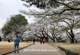 Dokumentasi pribadi | Menuju area pepohonan cherry berbunga Sakura dan padang rumput dengan pepohonan raksasa
