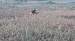 Petani di daerah Tambun Bekasi memasuki musim panen tahun ini(dokpri)