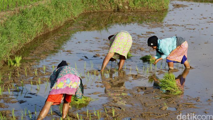 Petani Indonesia butuh regenerasi/Foto: finance.detik.com