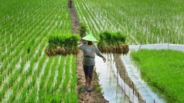 Petani bukan Buruh (Sumber Gambar: cnnindonesia.com)