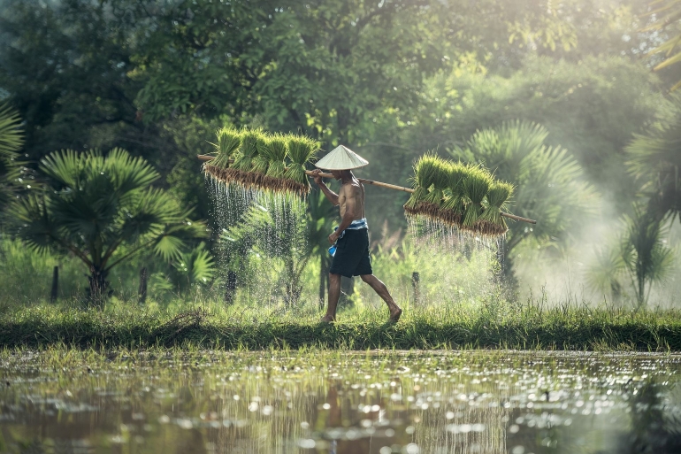 Pertanian  Indonesia/Pixabay.com