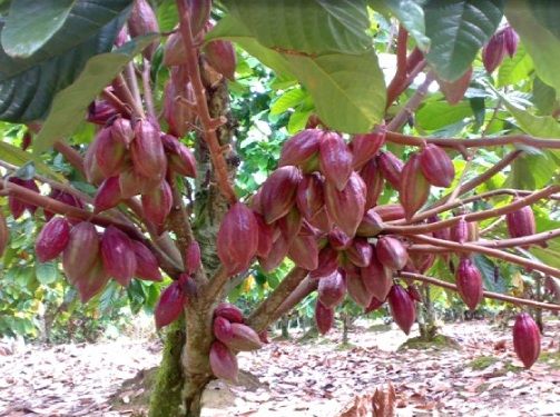 Tanaman kakao (dok: sulbar.litbang.pertanian.go.id)