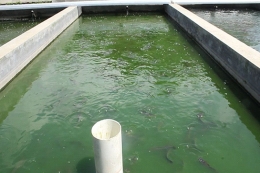 Kolam Ikan Lele di Arif Farm Cipelang | dokpri