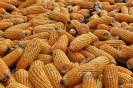Panen jagung (foto: ko in)