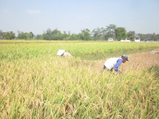 Panen padi (foto: ko in)