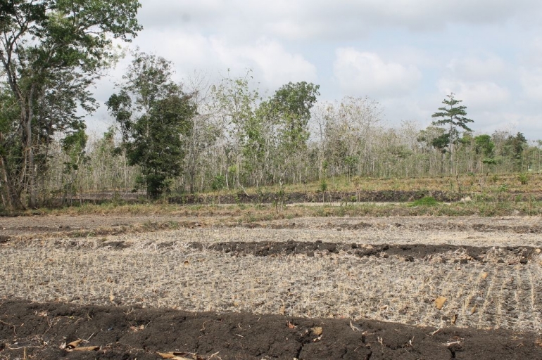 Sawah kering (foto:ko in)