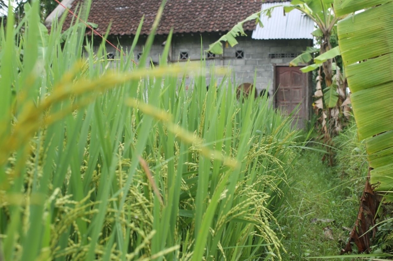 Padi menguning di belakang rumah petani (foto: ko in)