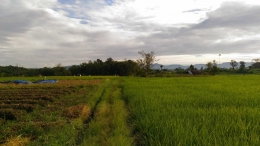 Pertanian Parabek Bukittinggi (Sumber: Rahmi Edriyanti)