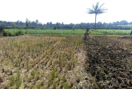 Kebutuhan air juga diperlukan dalam membantu menggeburkan tanah ketika proses pembajakan. (Dok. pribadi)