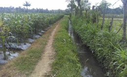 Saluran air kecil ini kadang kala dibelokkan alirannya untuk untuk pengadaan air di lahan pertanian Rahman Priyono. (Dok. pribadi)