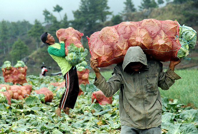 Pemuda Jangan Malu Jadi Petani (Foto : ANTARA/Abriawan Abhe)