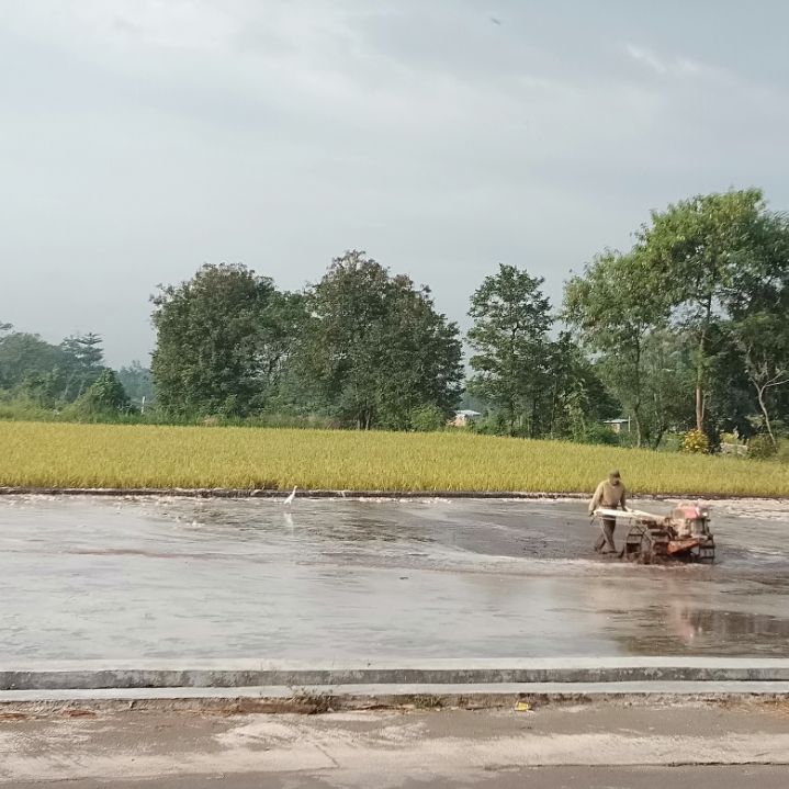 Petani sedang menggarap sawah dengan bantuan alsintan (dokpri)