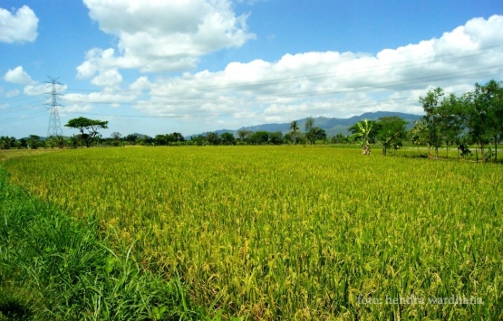 Sawah Indonesia menunggu sentuhan petani-petani muda (dok. pri).