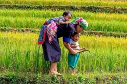 Regenerasi Petani untuk Indonesia Berdaulat Pangan (Sumber Gambar: pertanianku.com)
