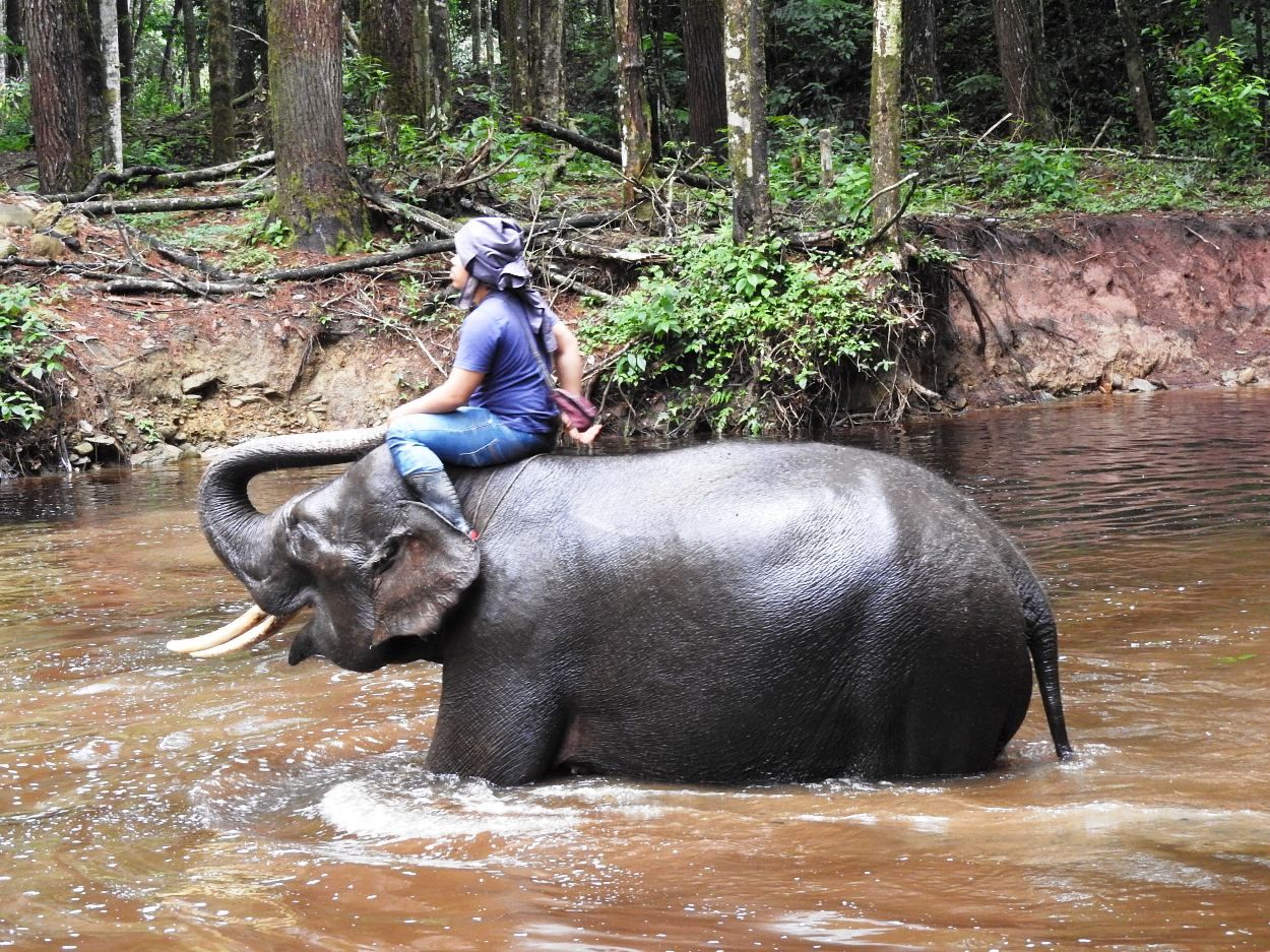 Gajah dan pawangnya di KHDTK Aek Nauli (dokpri)