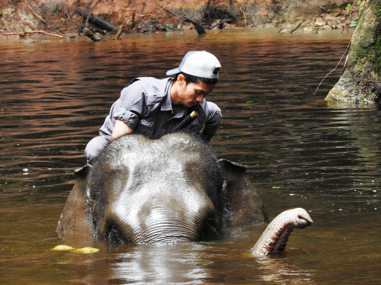 Gajah dimandikan oleh pawangnya di KHDTK Aek Nauli (dokpri)