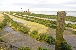 Budidaya rumput laut di Nemberala | Dokumentasi pribadi