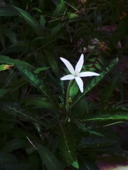 Tanaman Korejat (Ki Tolid, Hippobroma longiflora)| Dokumentasi pribadi