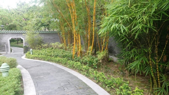bambu hias yang menawan | Dokumentasi Pribadi