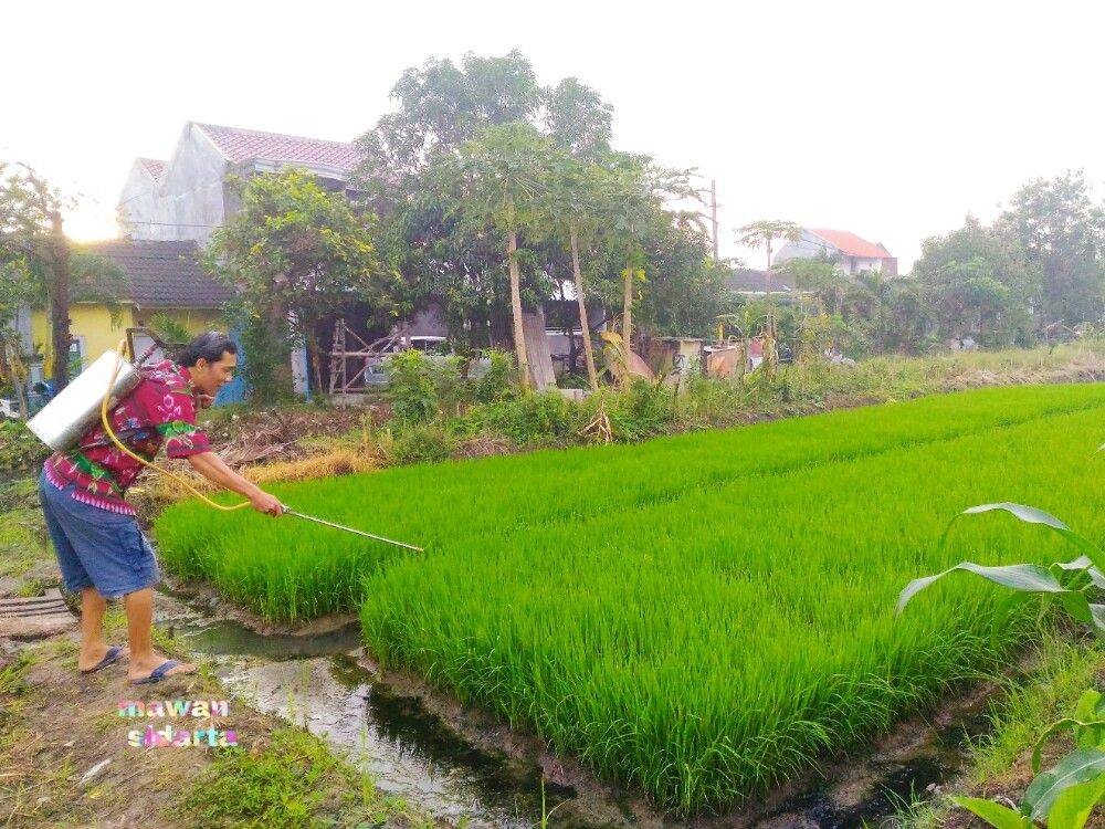 Ngabuburit di sawah dekat rumah, bantu pak tani siram-siram (dok.pri)