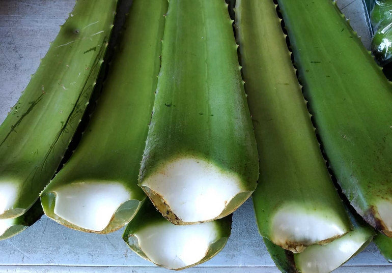 Lidah buaya / Aloe vera (Foto: @angtekkhun)