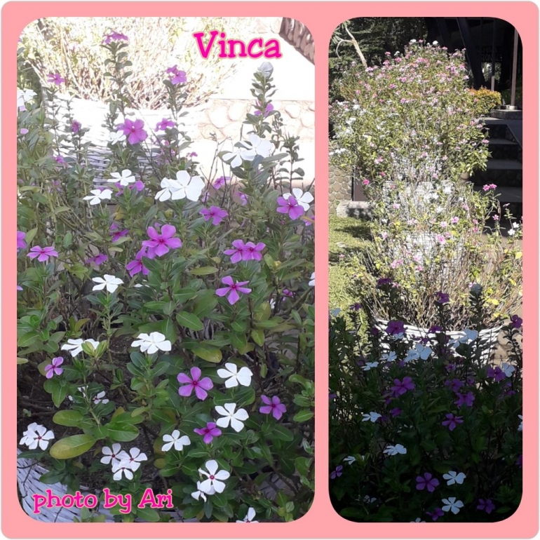 Vinca. Tapak dara. Photo by Ari