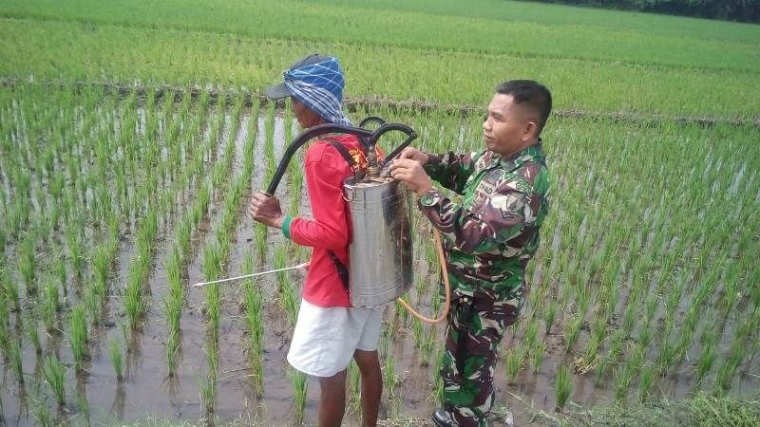 Babinsa Koramil 0815/04 Puri Sertu Imran Bantu Petani Semprot Tanaman Padi (Pendim 0815/Mjk)