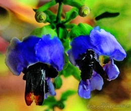 Bumblebee dan Bunga Terompet di Rumah Adik Saya (Dokumentasi Pribadi)