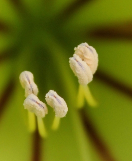 Bunga Kecubung Menanti Hadirnya Polinator untuk pertemukan bubuk sari jatuh ke putik (Dokumentasi Pribadi)