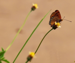 Kupu kupu di suatu vihara di Ayuthayya Siam (Dokumentasi Pribadi)