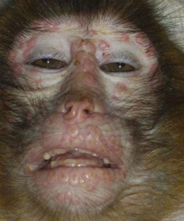Gambaran klinis hewan yang terinfeksi virus monkeypox (Sumber: Kemenkes RI, 2019)