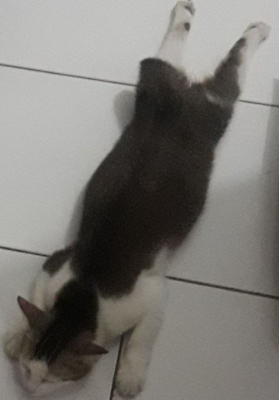 Ponoc alias Mungil asyik tidur (dokpri)