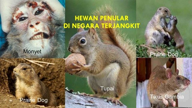 Cacar Monyet (Monkeypox): Kenali Gejala & Waspadai Penularannya