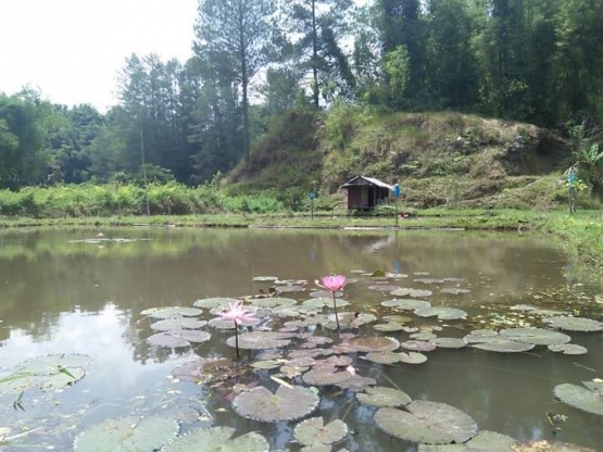 kolam ikan di desa Talimbaru, Kec. Barusjahe, Kab. Karo-Sumatera Utara (dokpri)