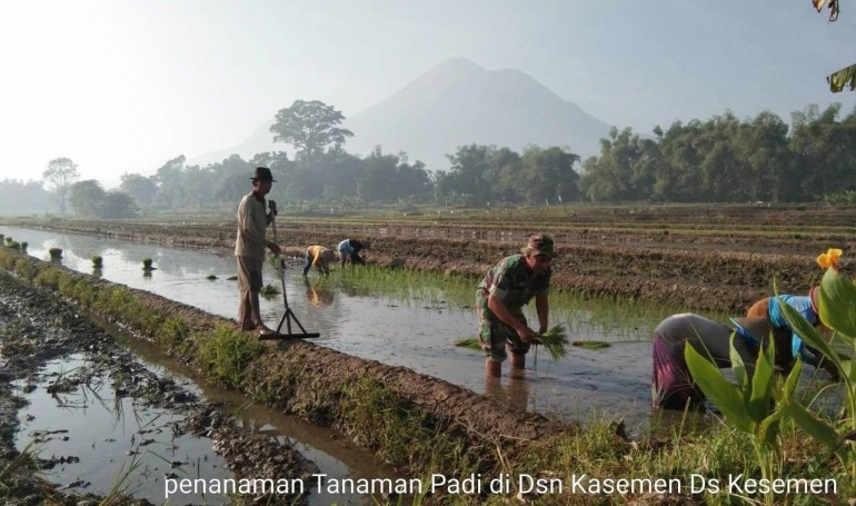 Babinsa Koramil 0815/12 Ngoro Dampingi Petani Pemupukan Tanaman Padi (Pendim 0815 Mjk)