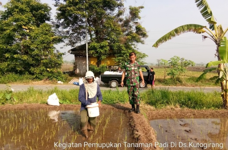 Babinsa Koramil 0815/12 Ngoro Dampingi Petani Pemupukan Tanaman Padi (Pendim 0815 Mjk)