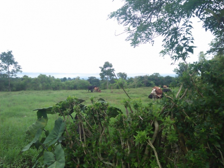 sapi-sapi di lahan peternakan di Alpha Omega (dokpri)