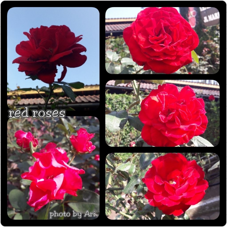 Mawar Merah di Kebun Begonia.